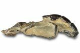 Fossil Mud Lobster (Thalassina) - Gunn Poin, Australia #307776-2